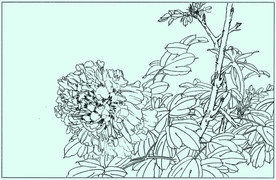 牡丹花线描 牡丹花白描 牡丹花