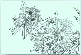 大叶杜鹃线描 大叶杜鹃白描