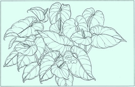 火鹤线描 火鹤白描 火鹤素描