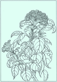 鸡冠花线描 鸡冠花白描 鸡冠花