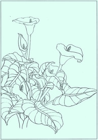 马蹄莲线描 马蹄莲白描 马蹄莲