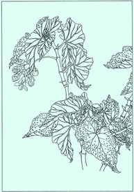 秋海棠线描 秋海棠白描 秋海棠