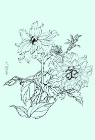 大丽菊线描 大丽菊白描 大丽菊