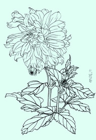 大丽菊线描 大丽菊白描 大丽菊