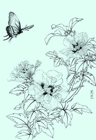 芙蓉线描 芙蓉白描 芙蓉素描