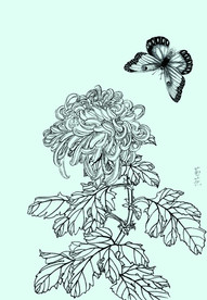 菊花线描 菊花白描 菊花素描