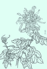 菊花线描 菊花白描 菊花素描