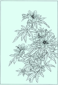 秋葵线描 秋葵白描 秋葵素描