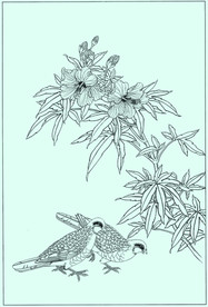 秋葵线描 秋葵白描 秋葵素描