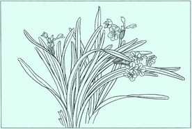 水仙线描 水仙白描 水仙素描