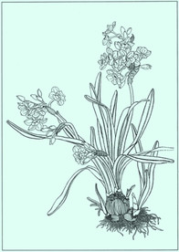 水仙线描 水仙白描 水仙素描