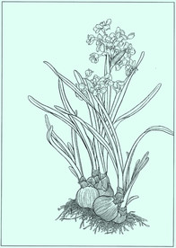 水仙线描 水仙白描 水仙素描