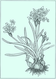 水仙线描 水仙白描 水仙素描