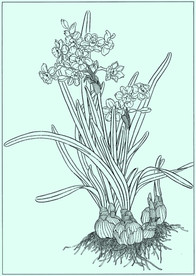 水仙线描 水仙白描 水仙素描