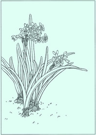 水仙线描 水仙白描 水仙素描