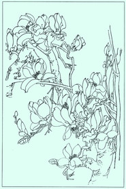 玉兰线描 玉兰白描 玉兰素描