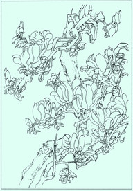 玉兰线描 玉兰白描 玉兰素描