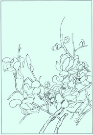 玉兰线描 玉兰白描 玉兰素描