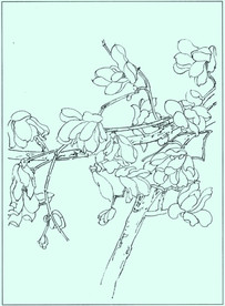 玉兰线描 玉兰白描 玉兰素描