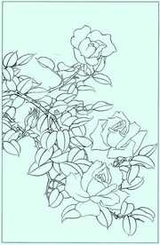 月季线描 月季白描 月季素描