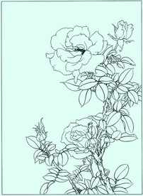 月季线描 月季白描 月季素描