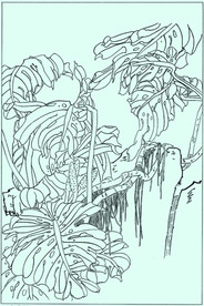 竹子线描 竹子白描 竹子素描