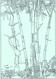 竹子线描 竹子白描 竹子素描