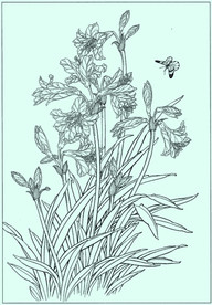 柱顶红线描 柱顶红白描 柱顶红