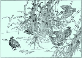 鹌鹑线描 鹌鹑白描 鹌鹑素描