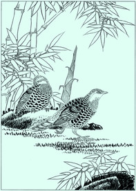 鹌鹑线描 鹌鹑白描 鹌鹑素描