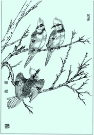 白冠鹎线描 白冠鹎白描 白冠鹎