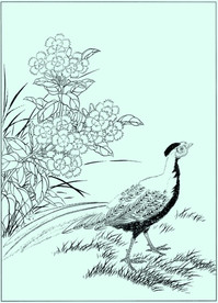 白鹇线描 白鹇白描 白鹇素描