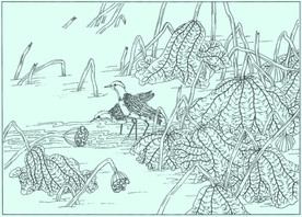 黑胸距翅麦鸡线描 黑胸距翅麦鸡