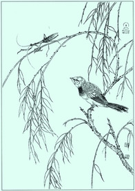 皇后雀线描 皇后雀白描 皇后雀