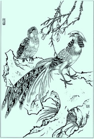 锦鸡线描 锦鸡白描 锦鸡素描
