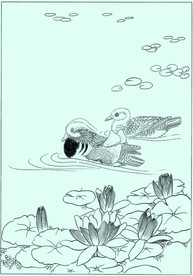 鸳鸯线描 鸳鸯白描 鸳鸯素描