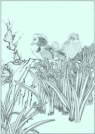 鸳鸯线描 鸳鸯白描 鸳鸯素描