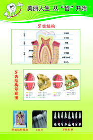 牙齿的结构和形状