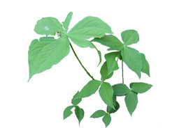 头顶一颗珠珍贵中药材透明背景图