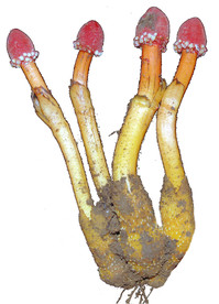 文王一支笔珍贵中药材透明背景图