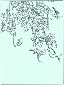 花鸟线描 花鸟白描 花鸟素描