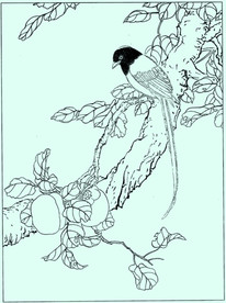 花鸟线描 花鸟白描 花鸟素描