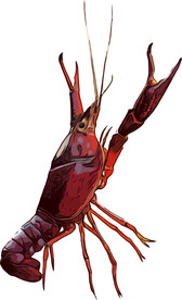 小龙虾 矢量手绘素材