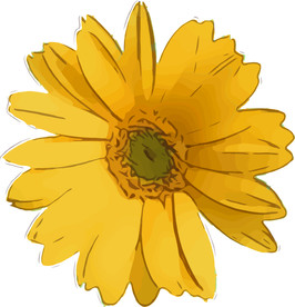 菊花 矢量手绘素材