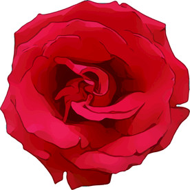 红玫瑰 矢量手绘素材