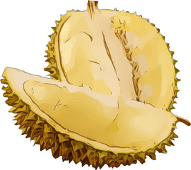 榴莲 矢量手绘素材