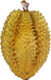 榴莲 矢量手绘素材