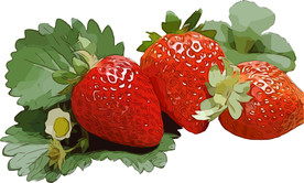 草莓 矢量手绘素材