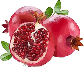 石榴 矢量手绘素材