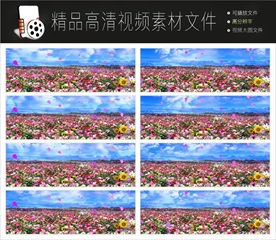 唯美浪漫迷幻欧式紫色花朵视频